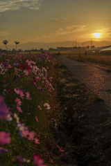 秋桜と夜明け