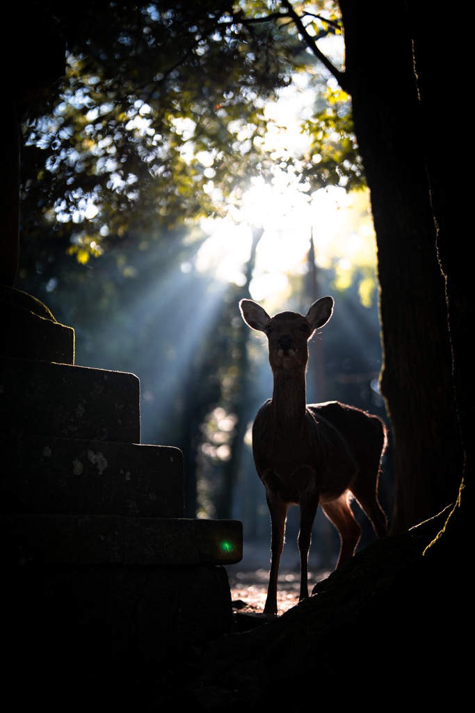 神鹿（しんろく）