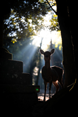 神鹿（しんろく）