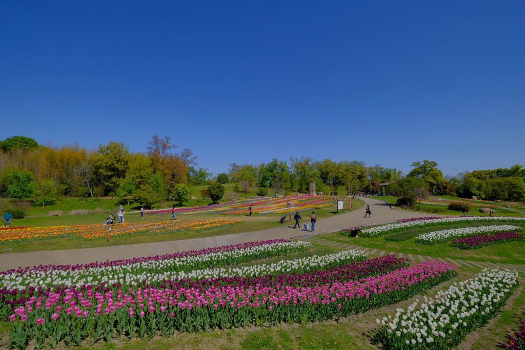 花の川