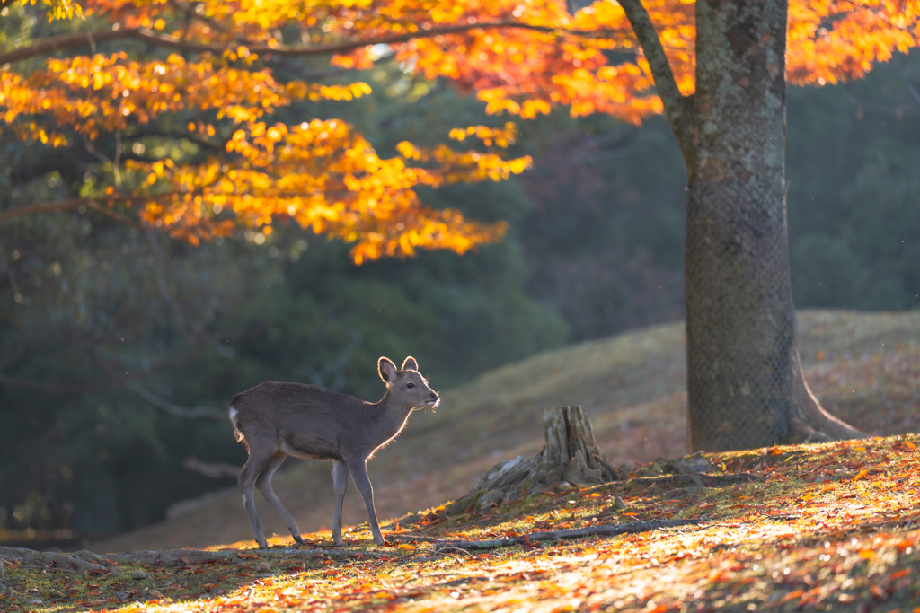 飛火野の秋