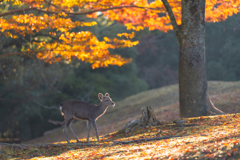 飛火野の秋