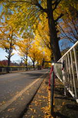 銀杏並木を抜ける