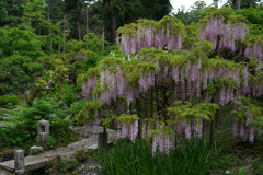 萬葉植物園の藤