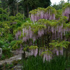 萬葉植物園の藤