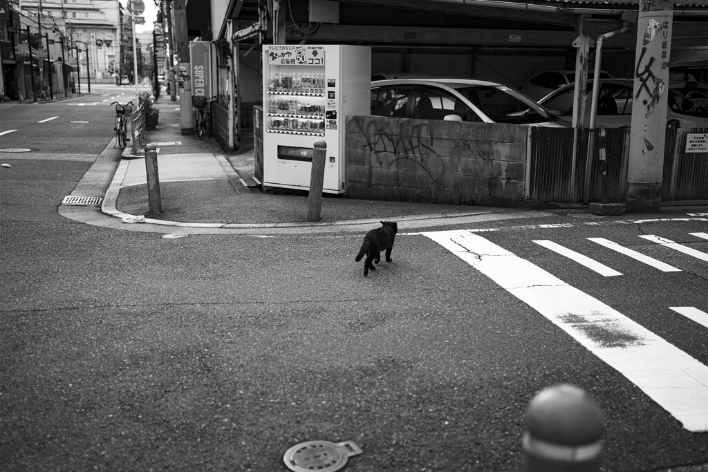 我が物顔で