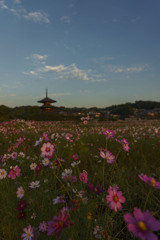 朝焼けの法起寺