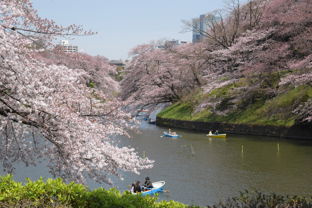 桜＠千鳥ヶ淵（16/03/31）