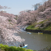 桜＠千鳥ヶ淵（16/03/31）