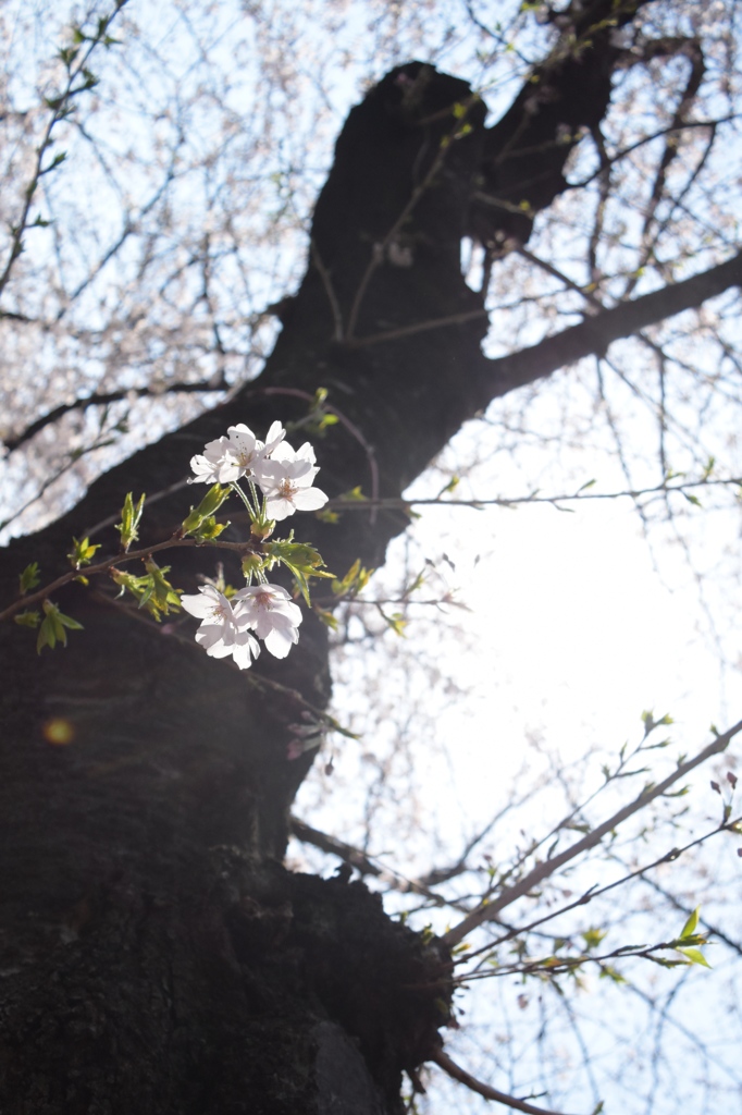 桜＠千鳥ヶ淵（16/03/31）