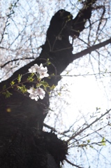 桜＠千鳥ヶ淵（16/03/31）