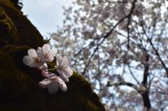 桜＠千鳥ヶ淵（16/03/31）