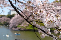 桜＠千鳥ヶ淵（16/03/31）
