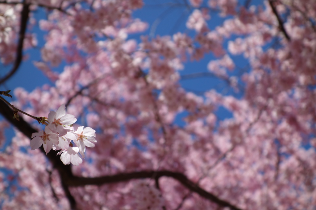 桜＠仙台（16/04/05）