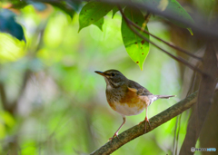 カラアカハラ♀