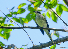 山椒食（幼鳥）1