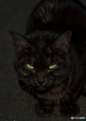 黒猫