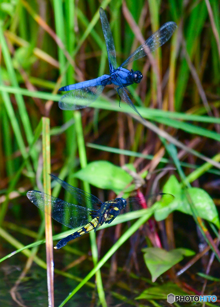 オオシオカラトンボ♂♀