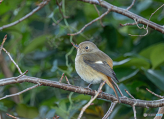 冬鳥到着 冬鳥到着