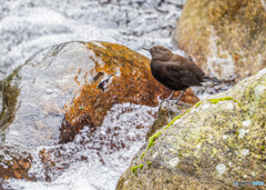渓流のカワガラス