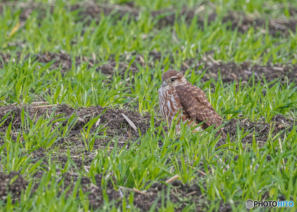 コチョウゲンボウ