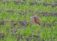 コチョウゲンボウ