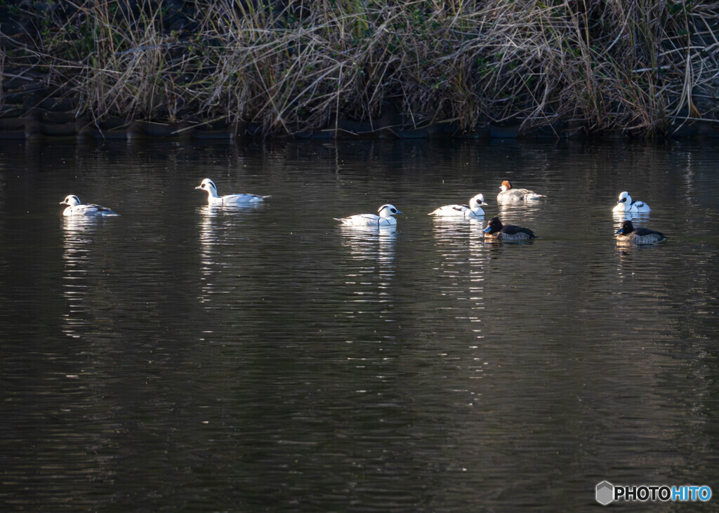 ミコアイサ群れの一部