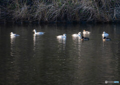 ミコアイサ群れの一部