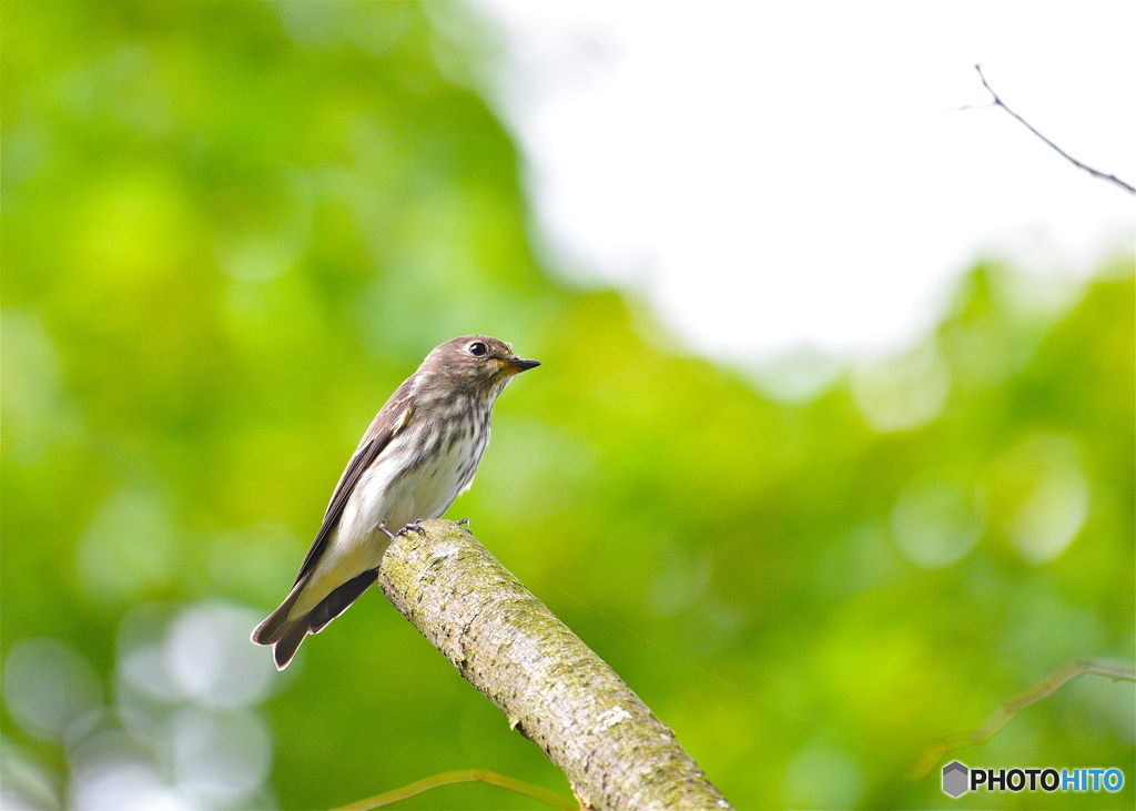 秋の渡り（エゾビタキ）