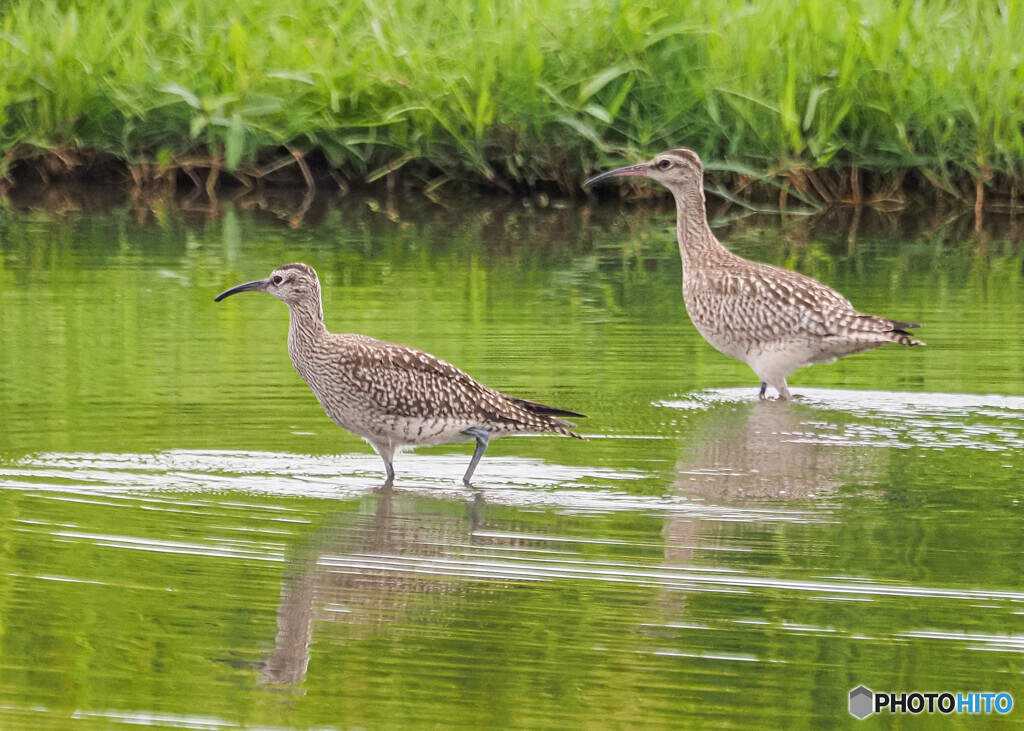 チュウシャクシギ幼鳥