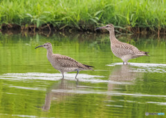 チュウシャクシギ幼鳥