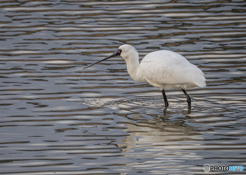 クロツラヘラサギ