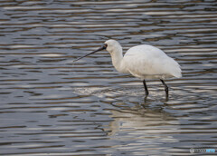 クロツラヘラサギ