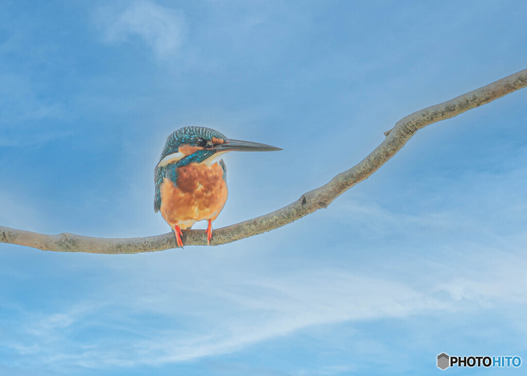 公園のカワセミ