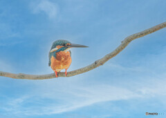 公園のカワセミ