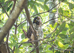 アオバズク雛誕生