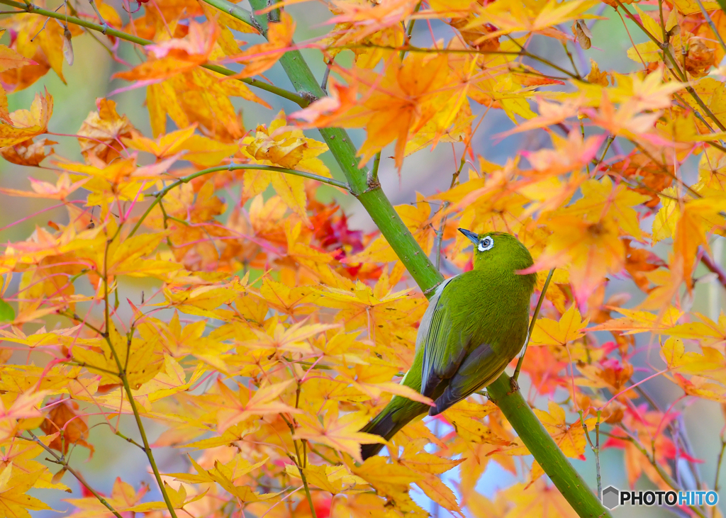 紅葉とメジロ