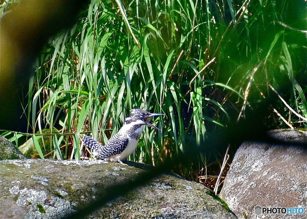 ヤマセミ吠える！