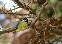 珍鳥キバラガラ2