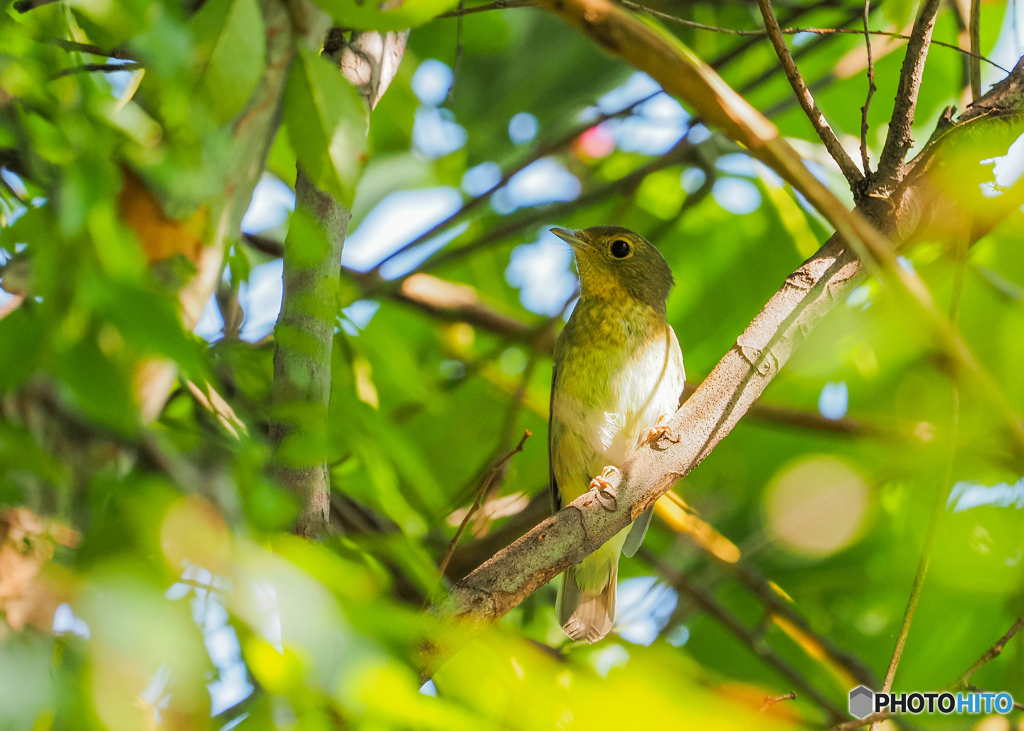 キビタキ♀