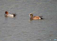 アメリカヒドリ