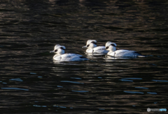 ブラック＆ホワイト
