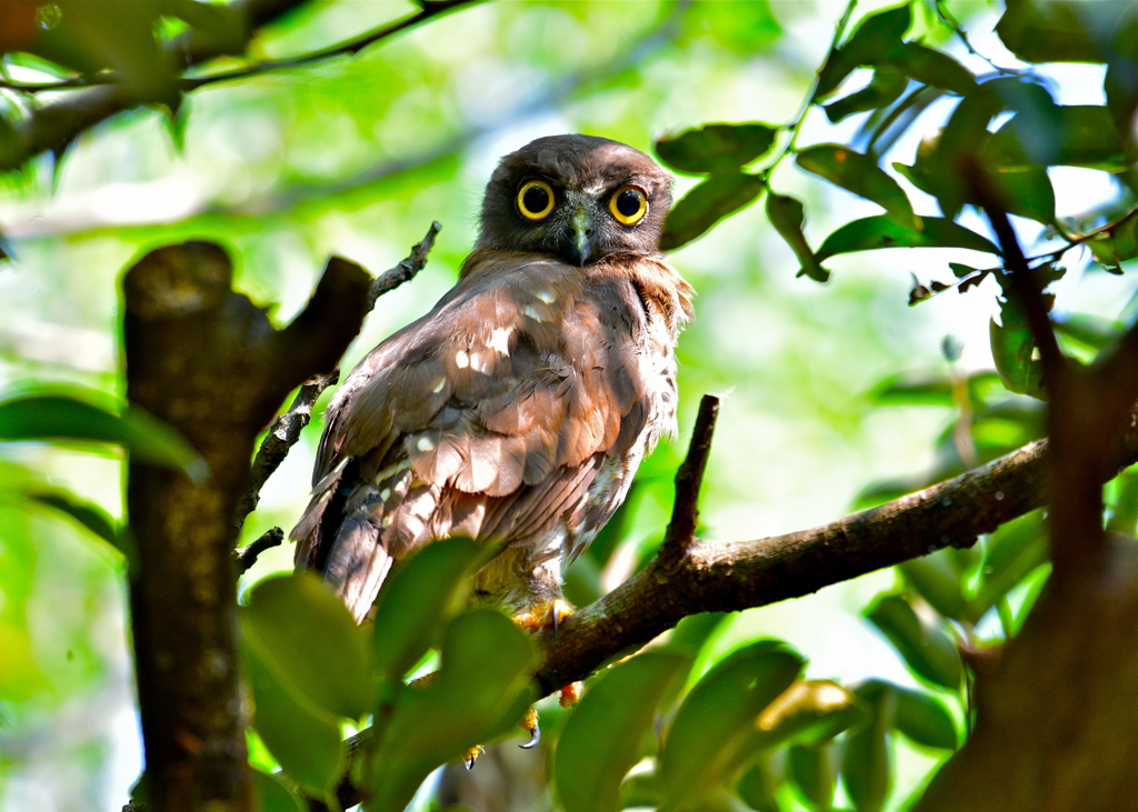 アオバズク幼鳥