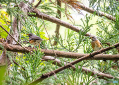 マミチャジナイ2