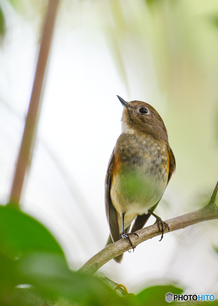 ご近所のルリビタキ♀