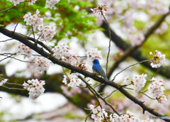 桜と青い鳥