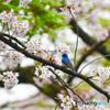桜と青い鳥