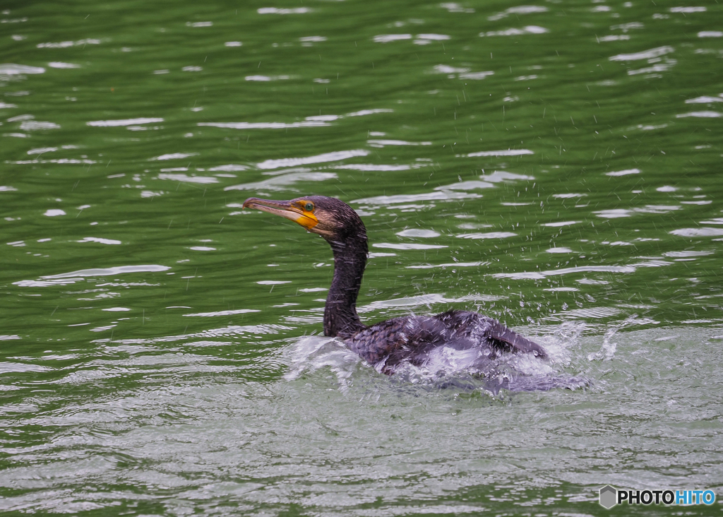 カワウの水浴び？