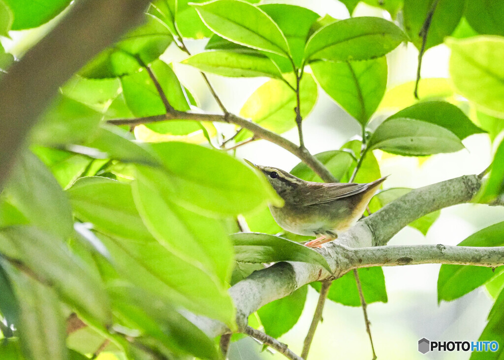 ヤブサメ