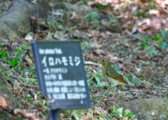 イロハモミジの前